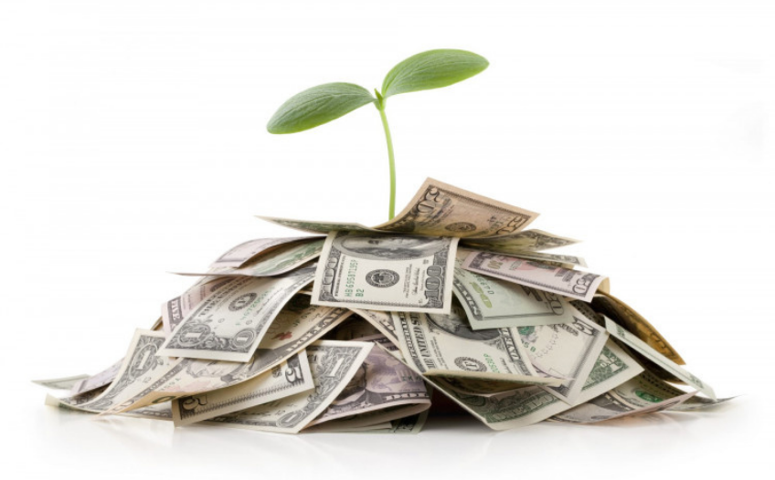 Plant growing from a pile of money